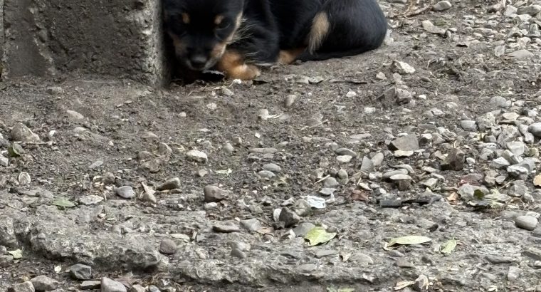 Yorkie mix for sale
