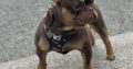 French bulldog choc/tan