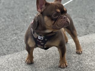 French bulldog choc/tan