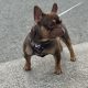 French bulldog choc/tan