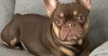 French bulldog choc/tan