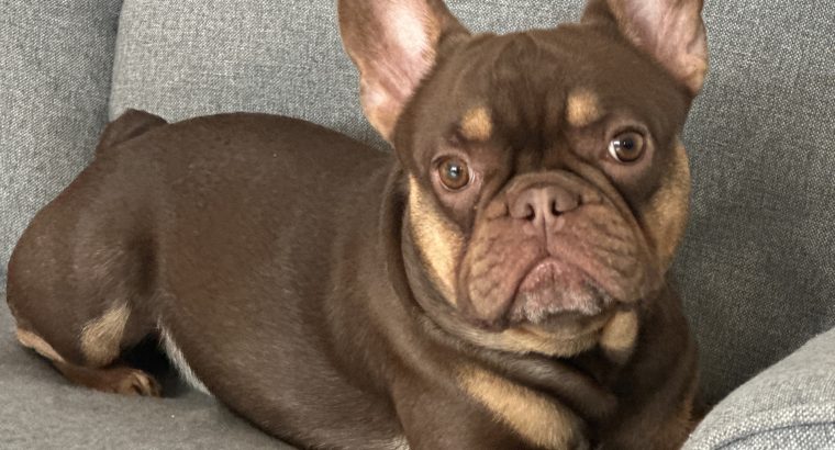 French bulldog choc/tan