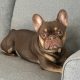 French bulldog choc/tan