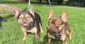 French bulldog choc/tan