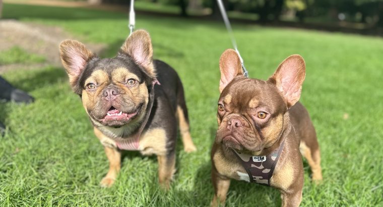French bulldog choc/tan