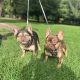 French bulldog choc/tan
