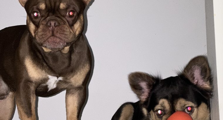 French bulldog choc/tan