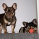 French bulldog choc/tan