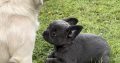 French bulldog