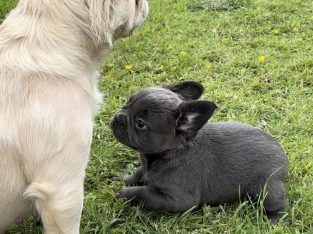 French bulldog