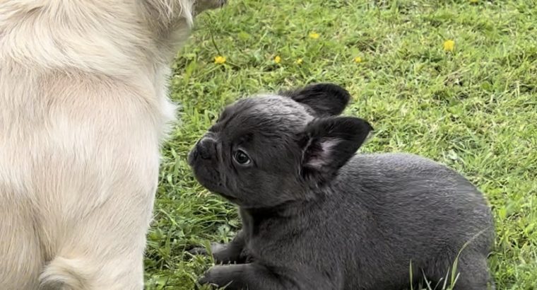 French bulldog