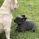 French bulldog
