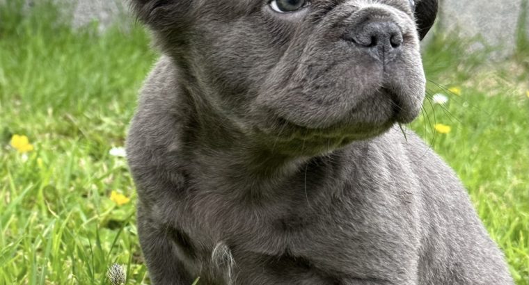 French bulldog