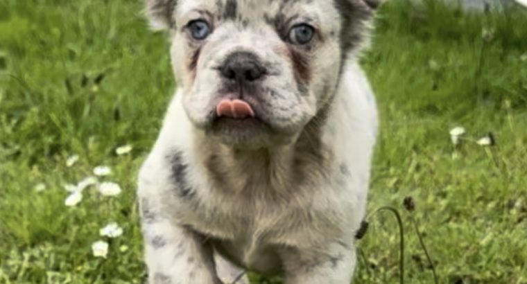 French bulldog