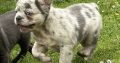 French bulldog