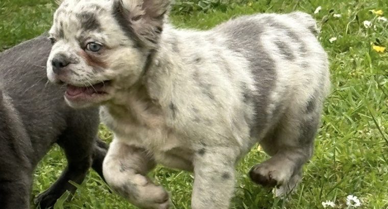 French bulldog