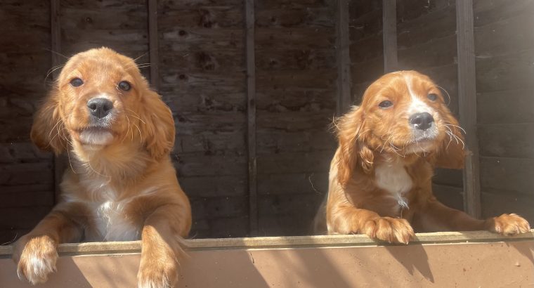 5 month old cavapoo for sale