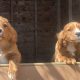 5 month old cavapoo for sale