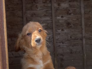 5 month old cavapoo for sale