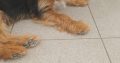 Yorkshire Terrier Cross