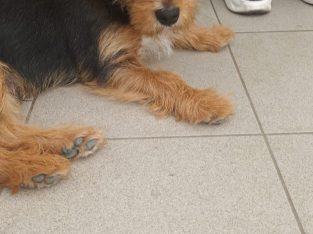 Yorkshire Terrier Cross