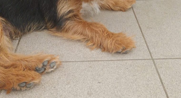 Yorkshire Terrier Cross