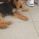 Yorkshire Terrier Cross