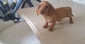 Miniature Daschunds