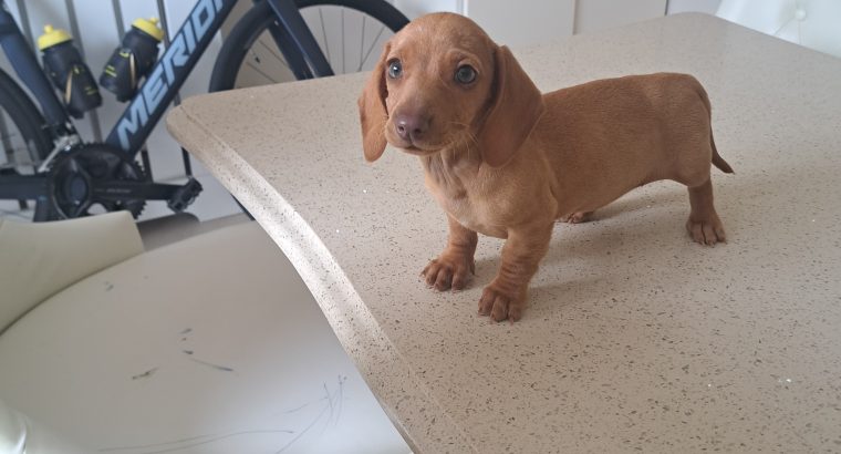 Miniature Daschunds
