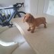 Miniature Daschunds
