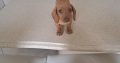Miniature Daschunds