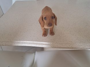 Miniature Daschunds