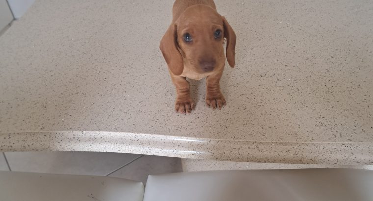Miniature Daschunds