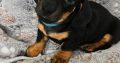 Miniature Daschunds