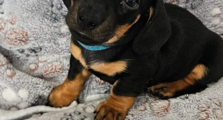 Miniature Daschunds