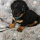 Miniature Daschunds
