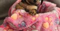 Miniature Daschunds