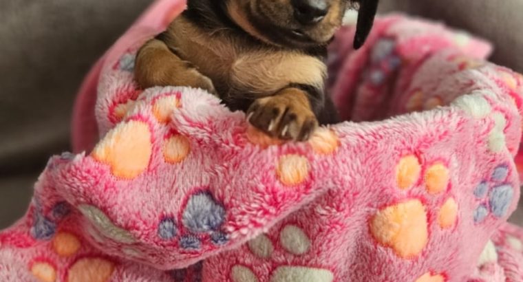 Miniature Daschunds