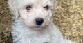 Beautiful Poochon for sale