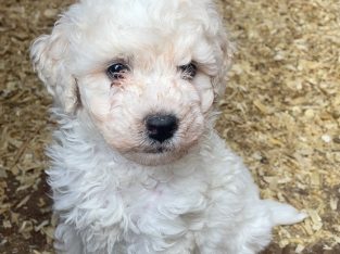 Beautiful Poochon for sale