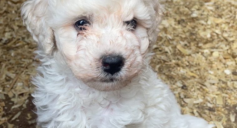 Beautiful Poochon for sale