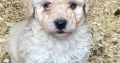 Beautiful Poochon for sale
