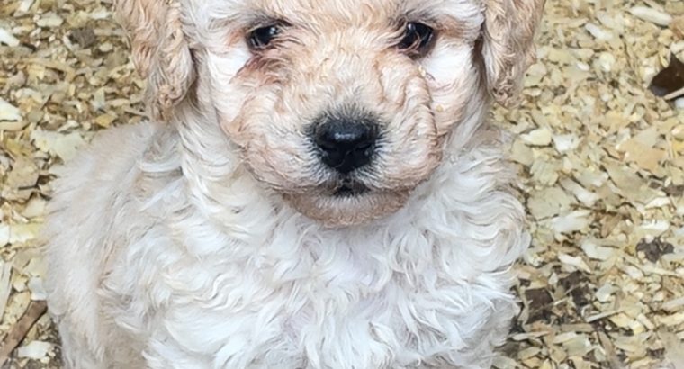 Beautiful Poochon for sale