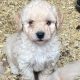 Beautiful Poochon for sale