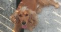 Cocker spaniel