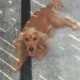 Cocker spaniel
