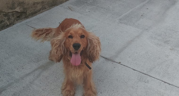 Cocker spaniel