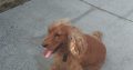 Cocker spaniel