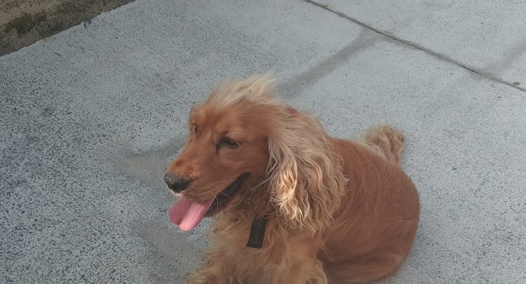 Cocker spaniel