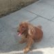 Cocker spaniel